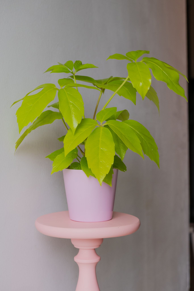 Schefflera Actinophylla Golden Amate 🌿