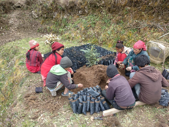 START A TREE NURSERY