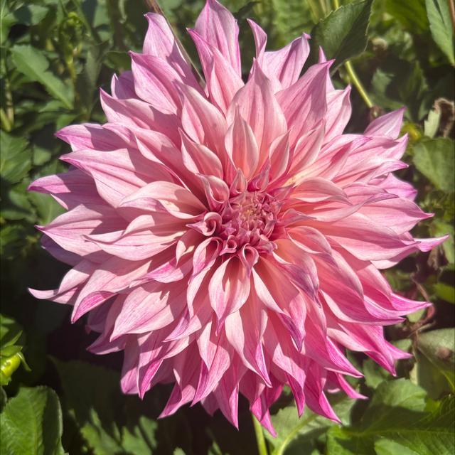 Cafe Au Lait Rose 315