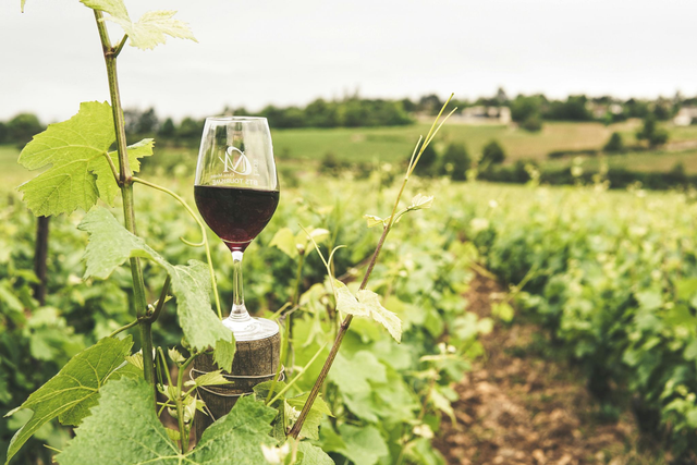 Whole Day Vineyard Tour