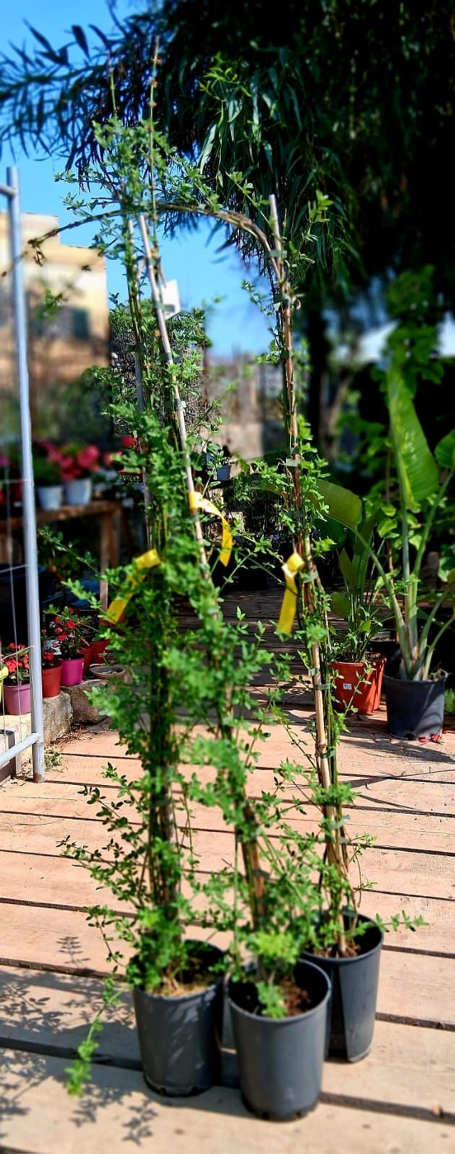 U01 . Gelsomino d’inverno (Jasminum nudiflorum)