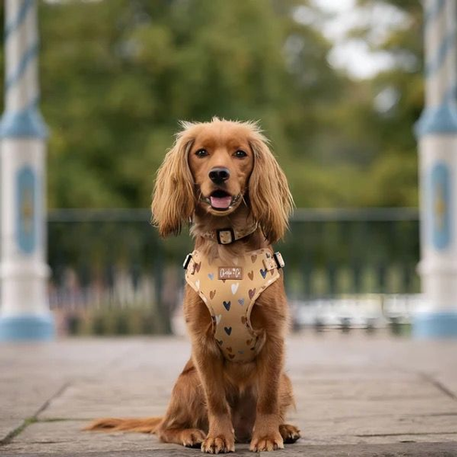 Charlie &amp; Co - Mustard Been Love - Step-in Harness 