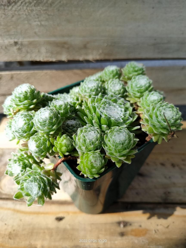 Sempervivum Chick Charms 'Joubarbe coeur cotonneux' - Godet9