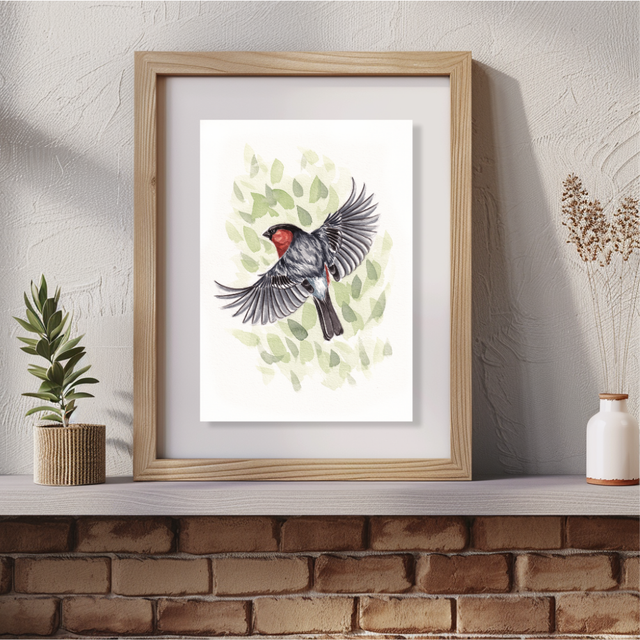 "Le timide" - tirage d'art