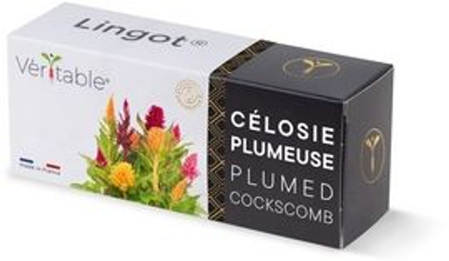 Véritable Lingot Plumed cockscomb