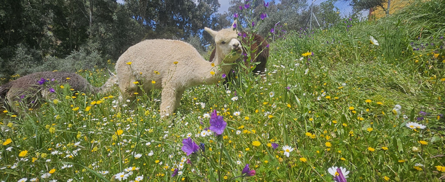 Valentijn Overnachting met Alpaca's
