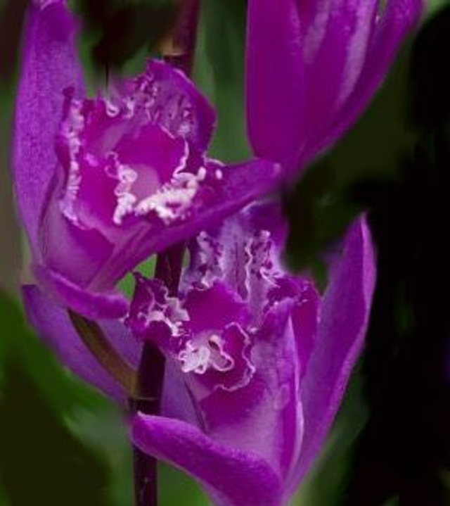 Bletilla striata 'Shi-ran' P9