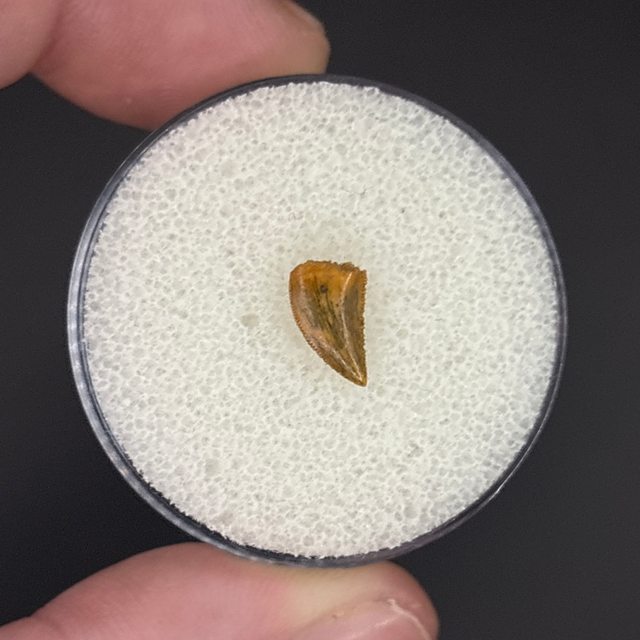 Deltadromeus Tooth