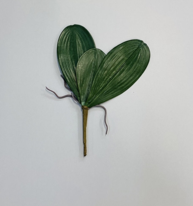 Orchid Leaves