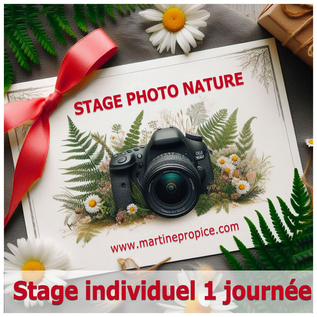 A001 - Stage individuel 1 journée