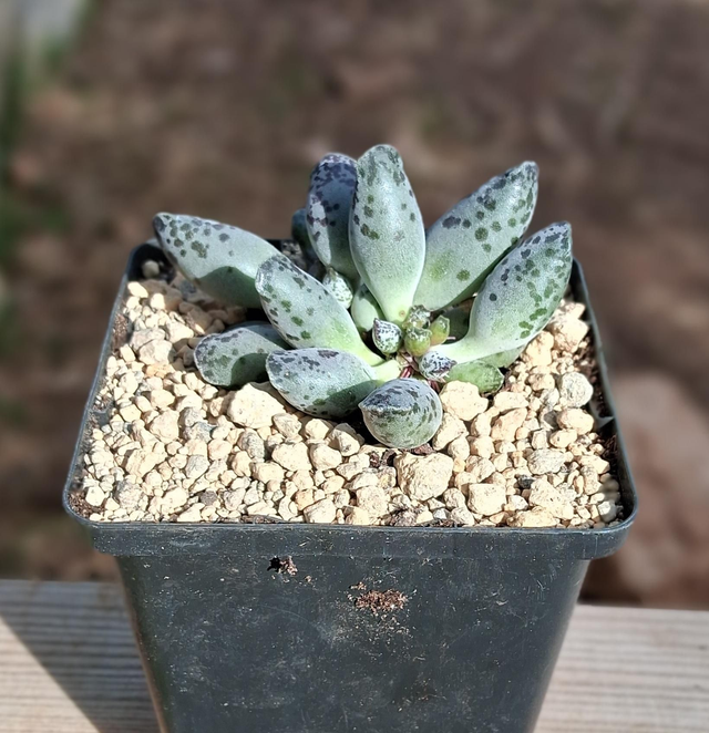 D122 . Adromischus Silver tube
