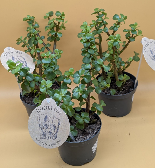 Portulacaria Afra Elephant Busch