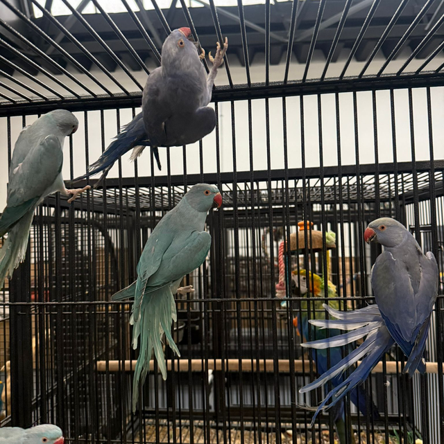 Violet Ringneck, Single 