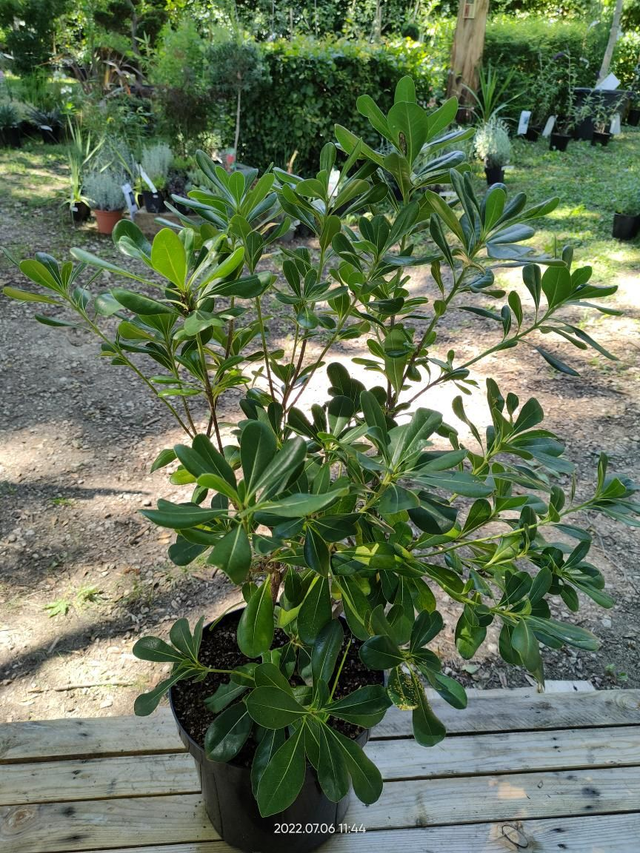 Pittosporum tobira - C5l