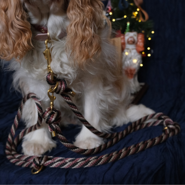 Canis Major — Laisse 3 points mains libres en corde — 120-140-205cm