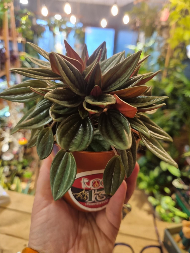 Peperomia caperata rosso in 11cm pot 