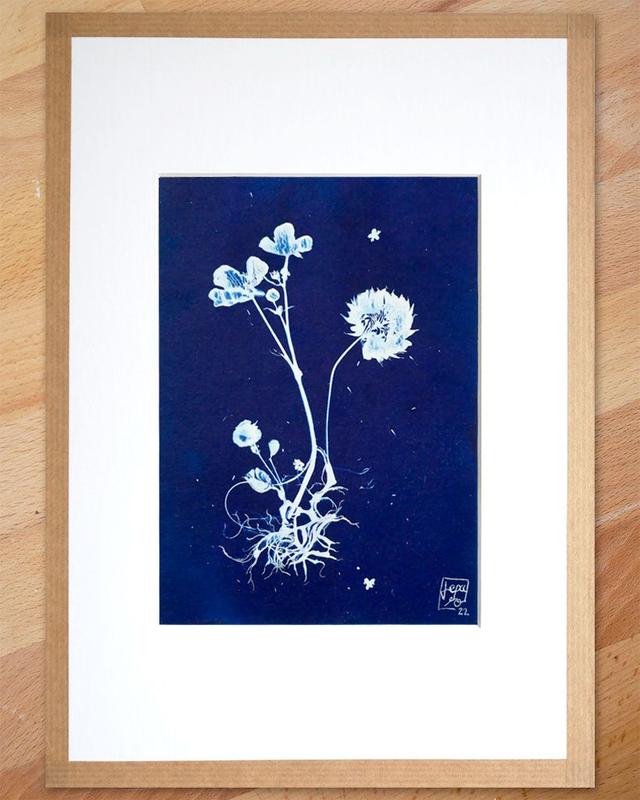 Cyanotype "Hybride en bleu n°14"