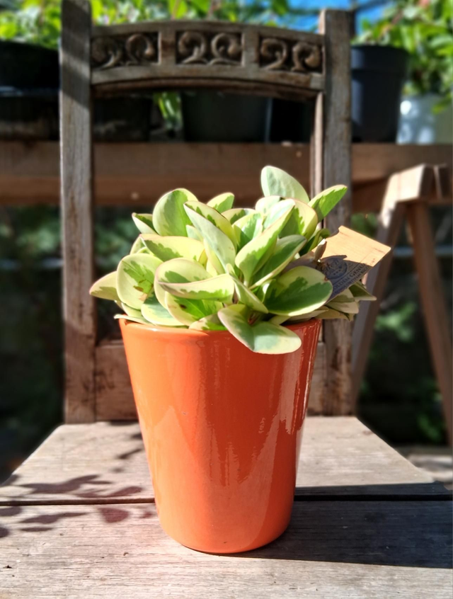 K26 . Cachpot cilindro svasato colorato