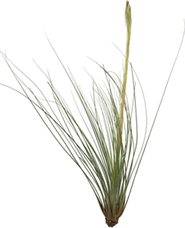 Tillandsia juncifolia