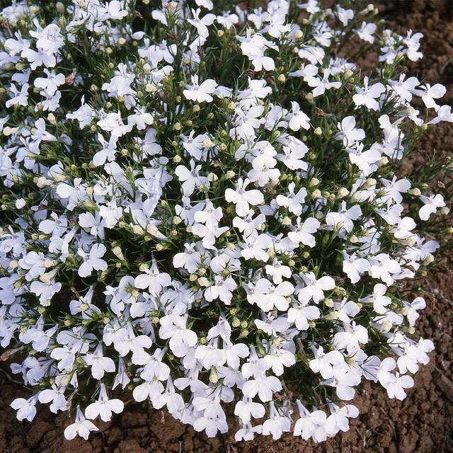 Lobelia Bush - White Lady: 9 Plants (Ref: O)