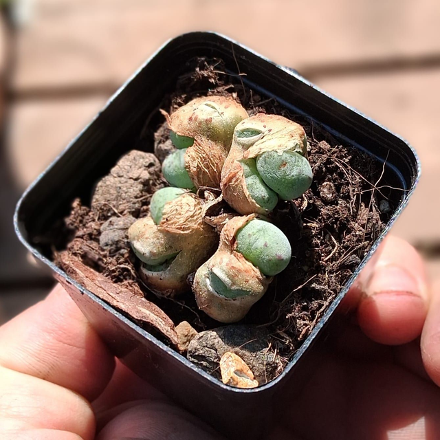 D47 . Conophytum meyeri