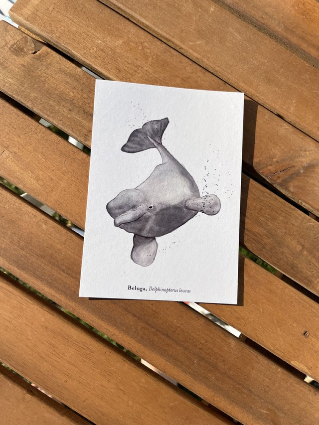 Postkarte Wal "Beluga"