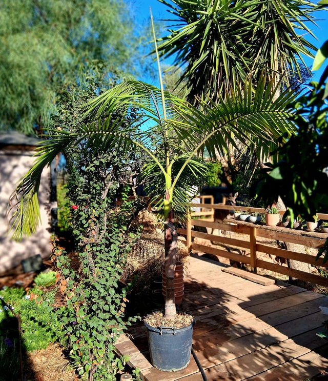 A41 . Archontophoenix alexandrae