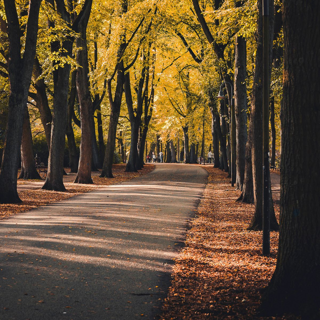 Allee im Herbstlicht
