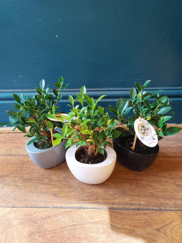 Bonsai mix 