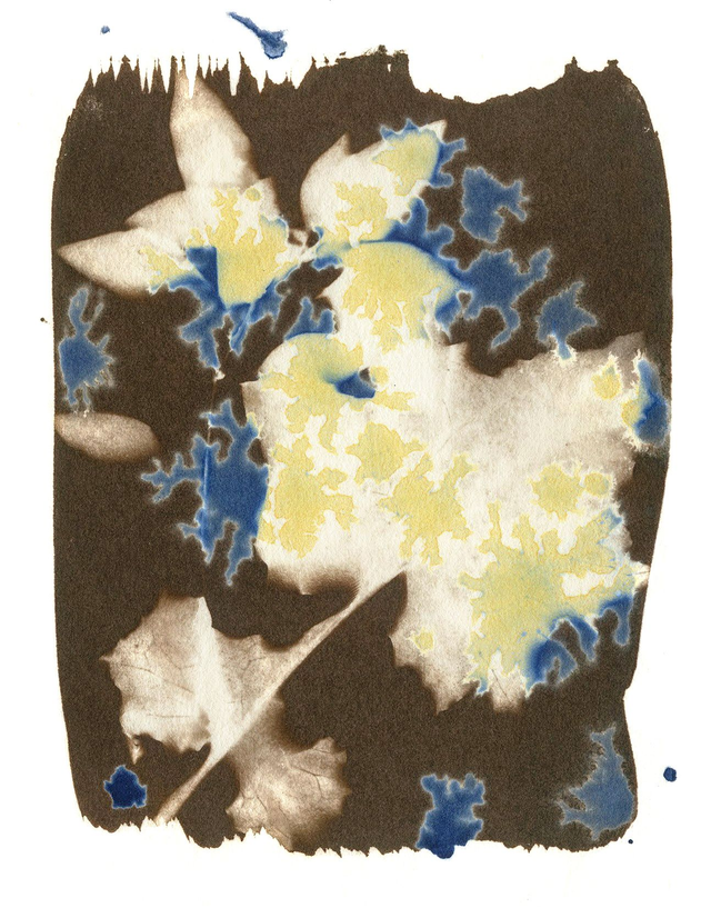 Van Dyke Brown and Cyanotype Sowthistle print 7x5 inches
