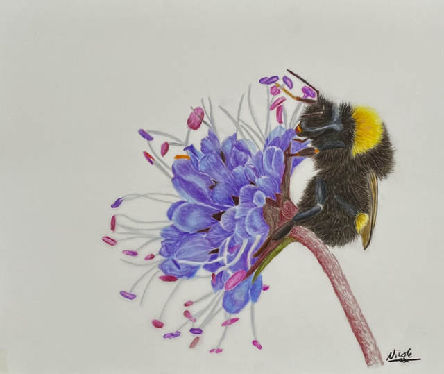 Bumblebee collecting nectar devils bit II