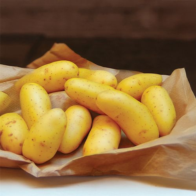Pomme de terre LAURETTE