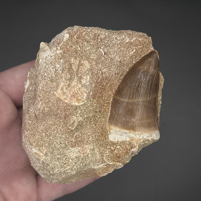 Mosasaur Tooth