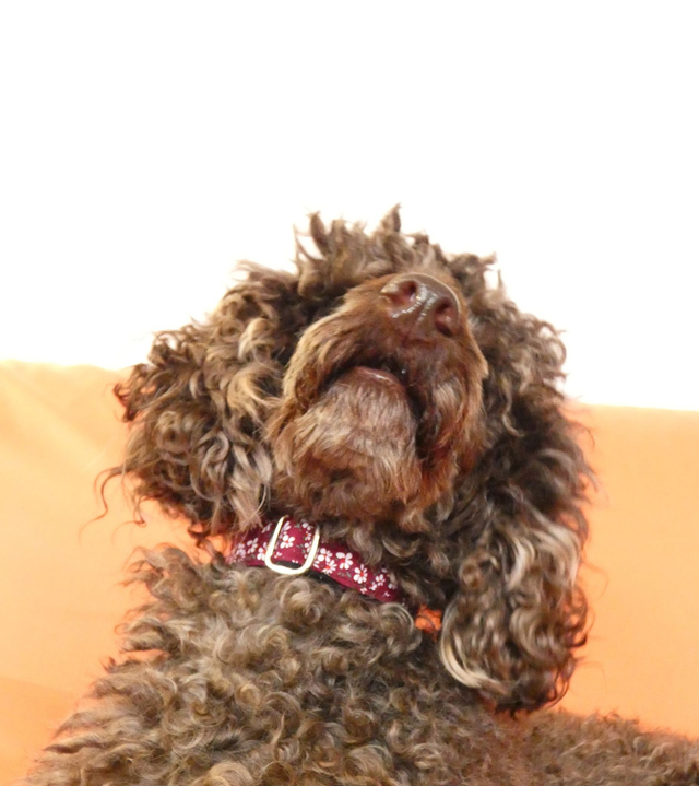 Collier chien Rosalie