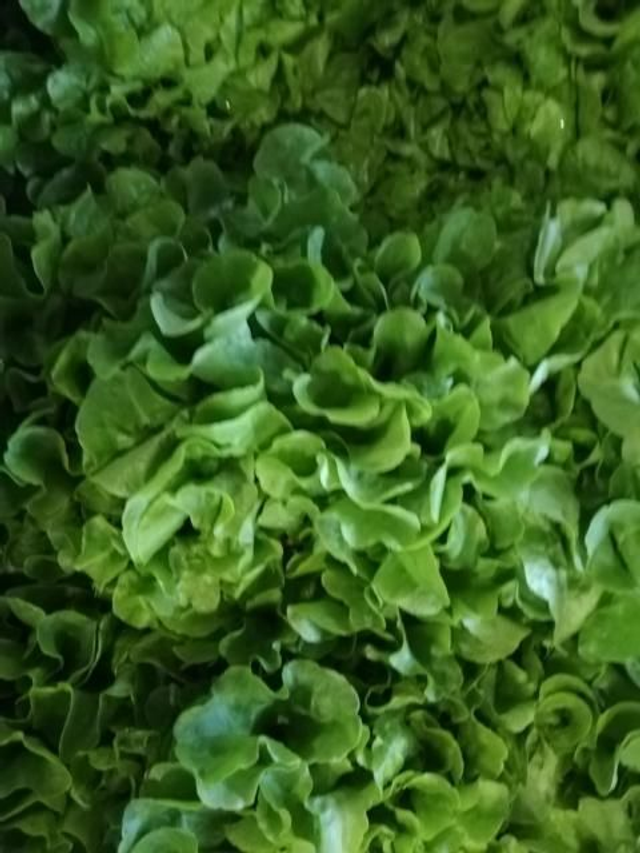 Salat Eichblatt Grün 9 St.