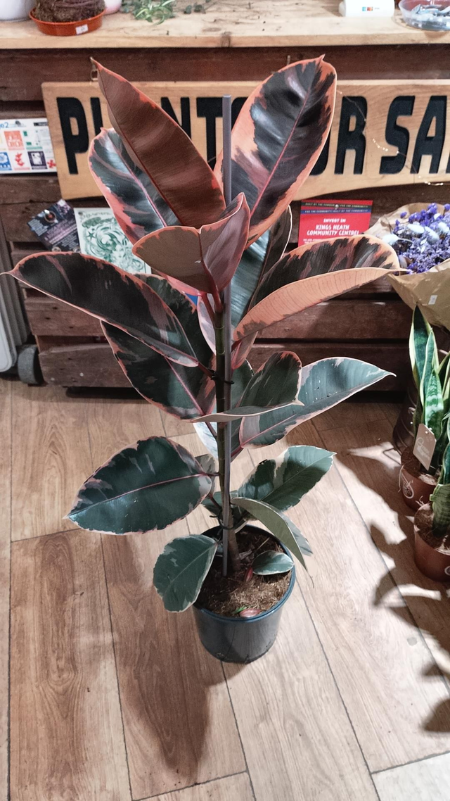 Ficus Belize in 21cm pot 115cm tall 