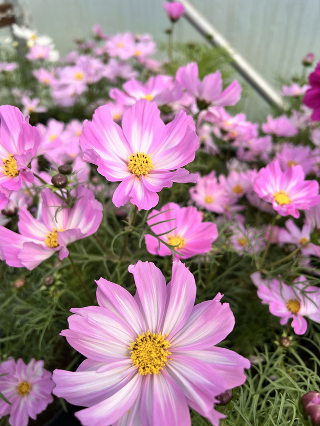 Cosmos Apollo Lovesong