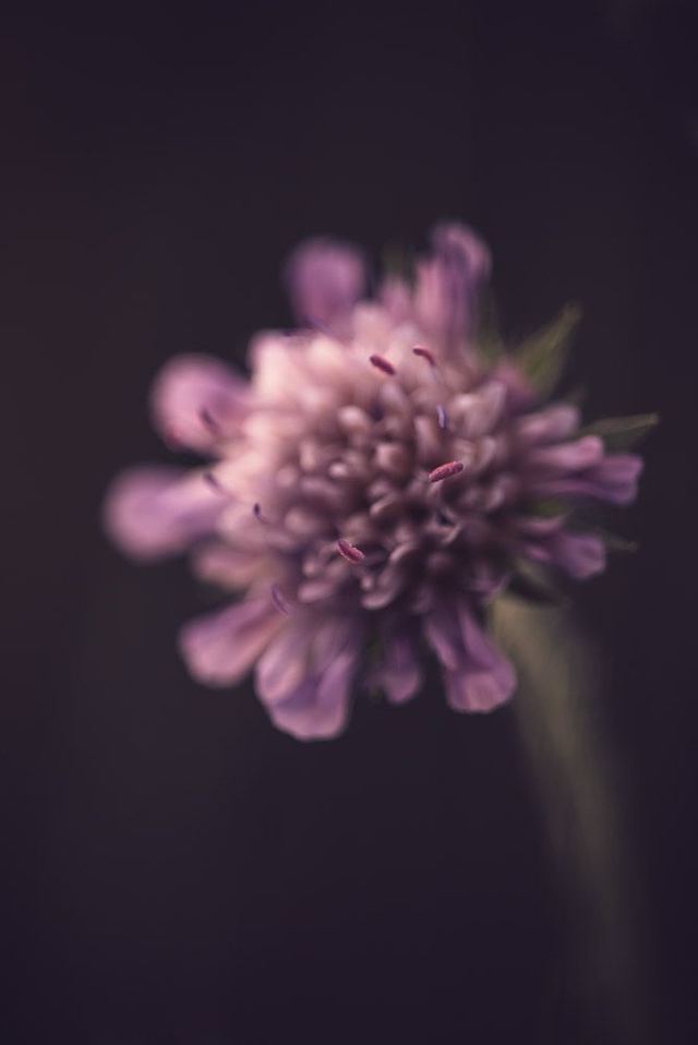 Knautie des champs 2