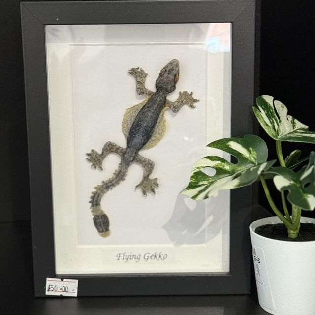 Flying Gekko