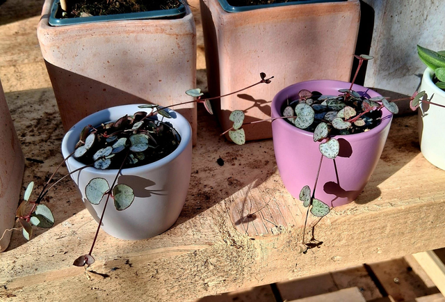 C33 . Ceropegia woodii in mini cachpot