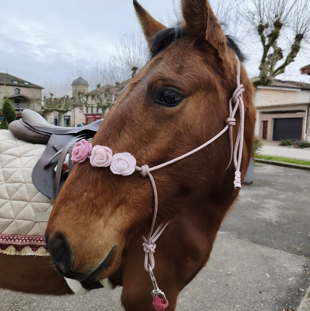 Licol Rosalia taille cheval - dégradé rose
