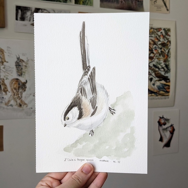 L'Orite à longue queue - Etude originale