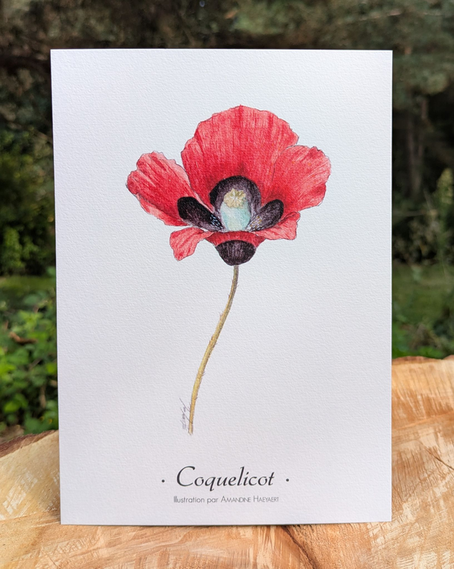 Tirage Coquelicot