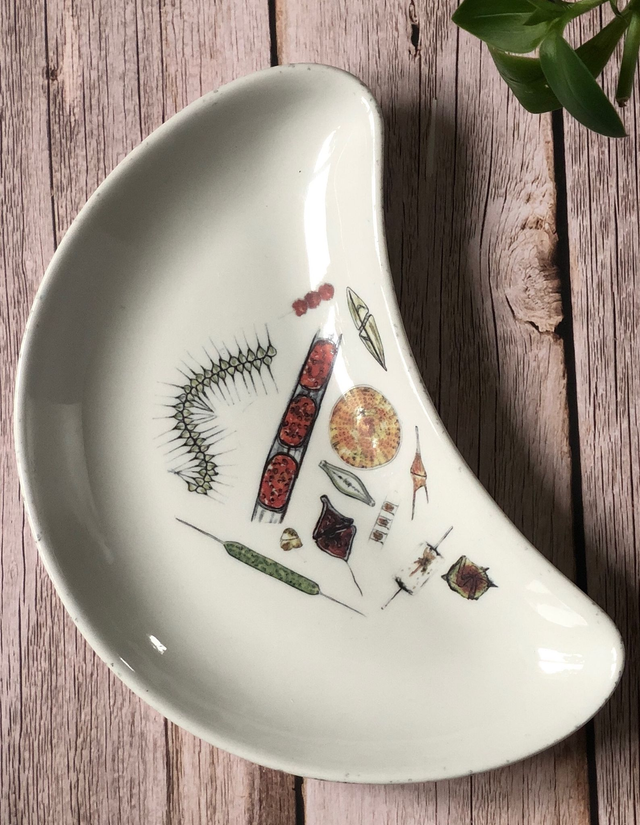 Phytoplankton upcycled plates