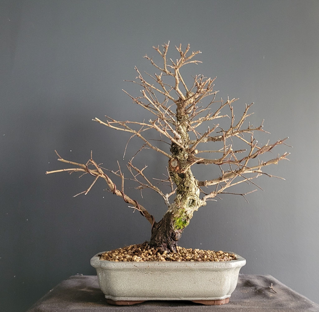 (c003) zelkova niré