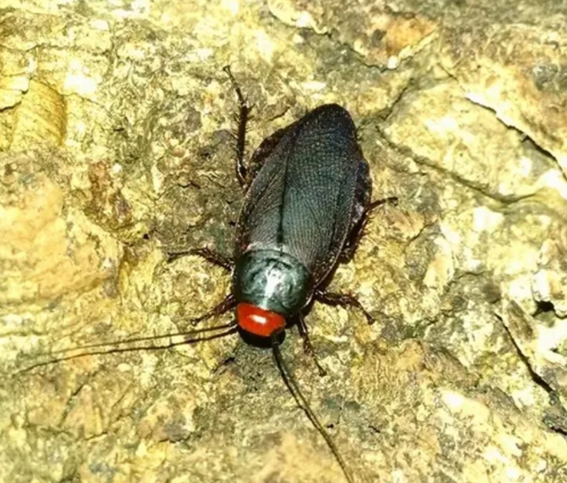 Red-Head Cockroach colony