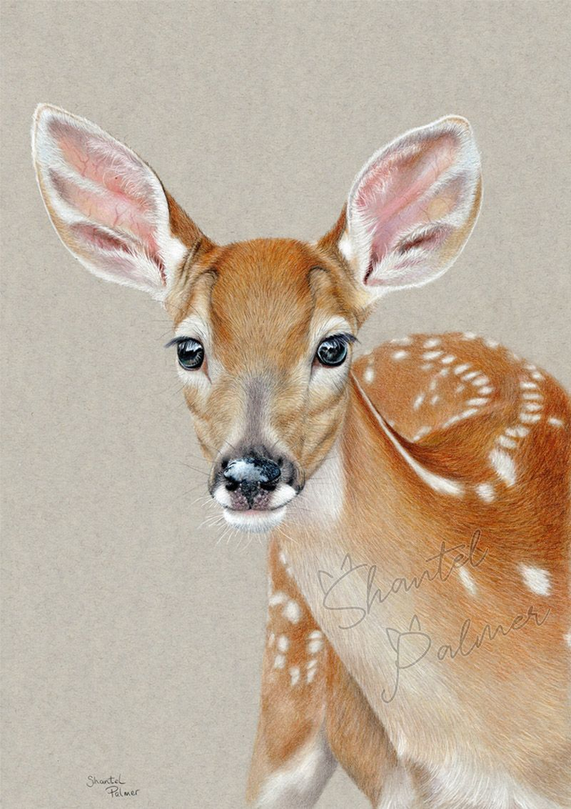 Fawn 
