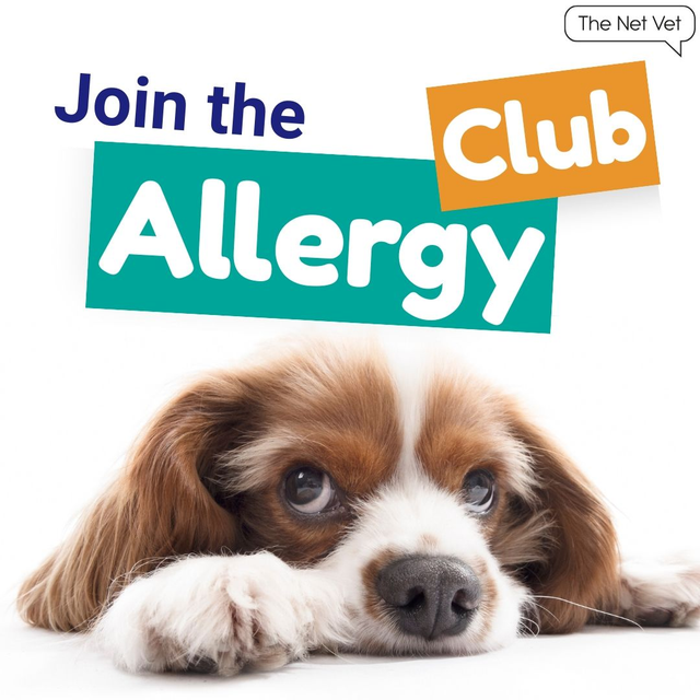 The Net Vet 2025 Itch and Allergy Programme