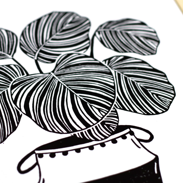 Linogravure A4 Calathea Orbifolia - Linogravure plante