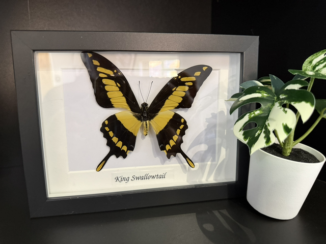King Swallowtail